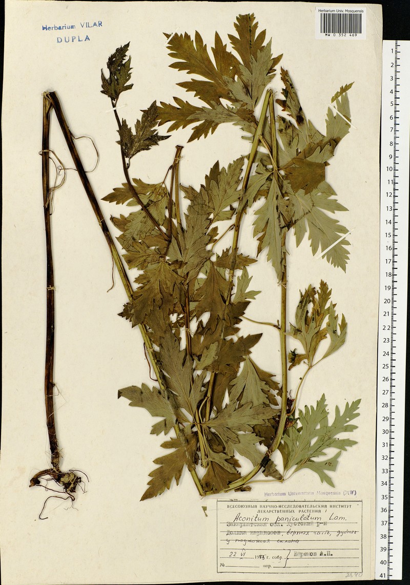 Aconitum degenii subsp. degenii