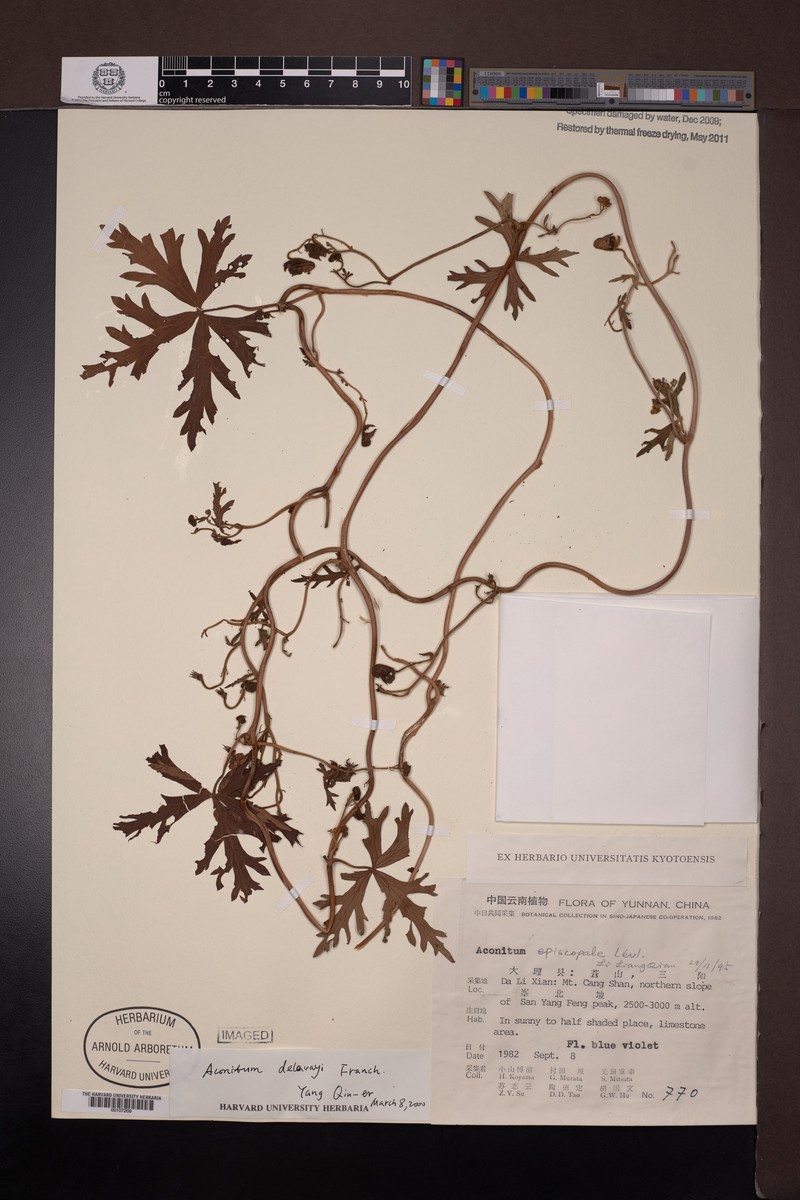 Aconitum delavayi