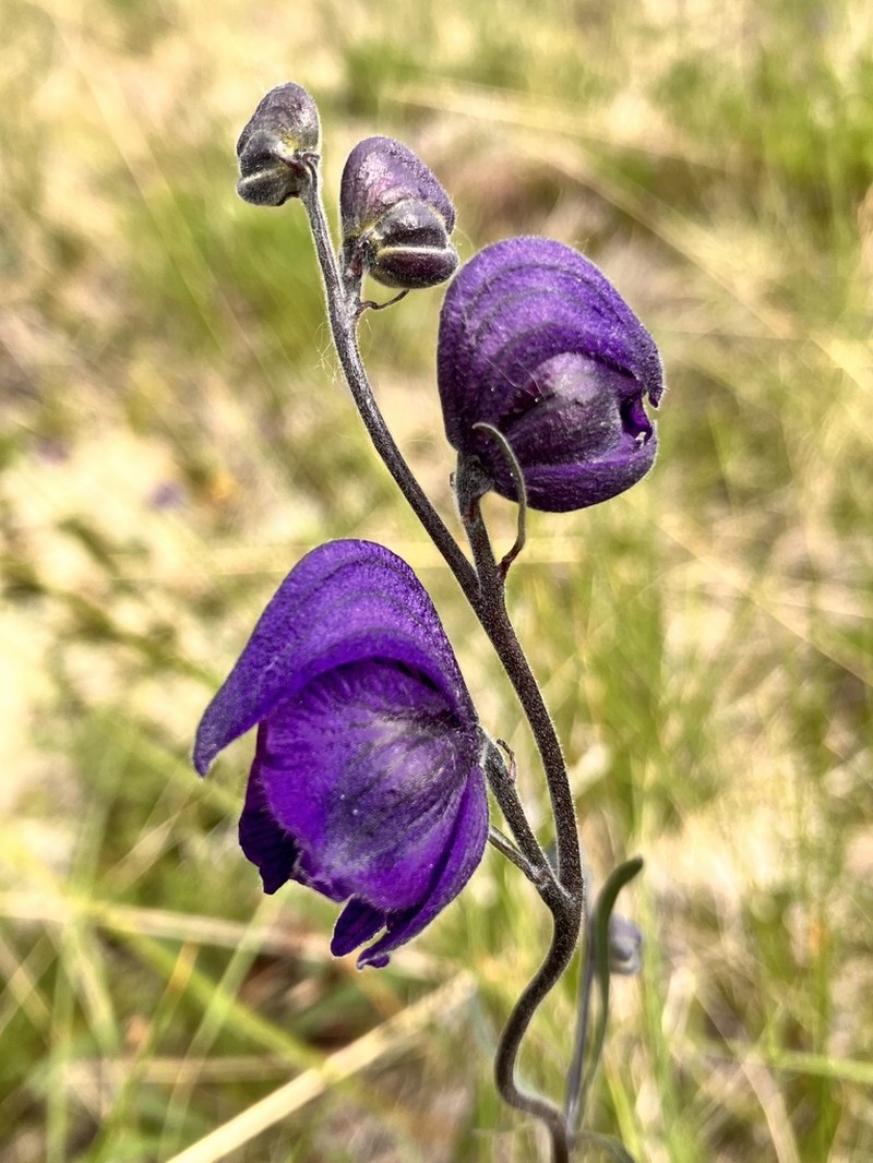 Larkspurleaf Monkshood