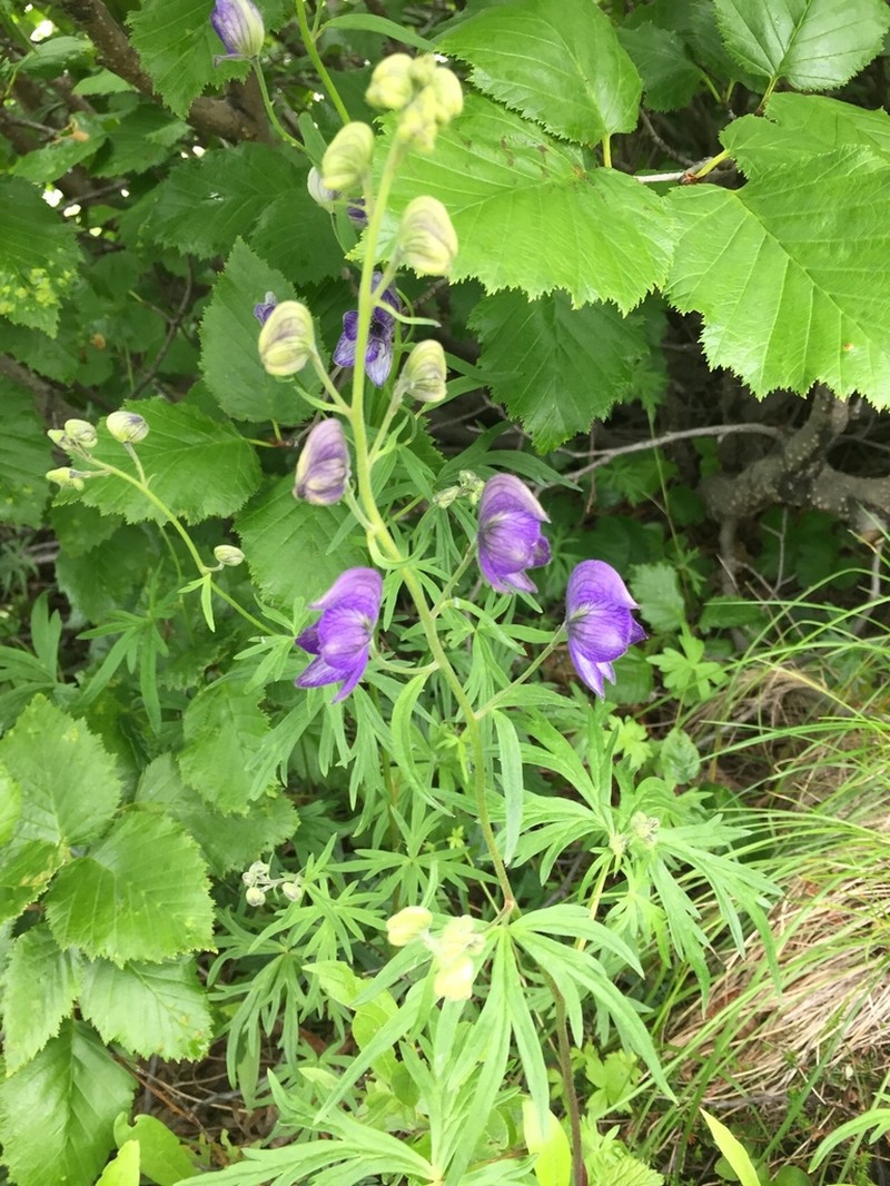 Larkspurleaf Monkshood photo 2