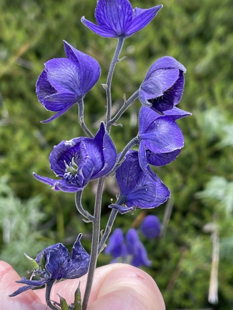 Larkspurleaf Monkshood photo 3