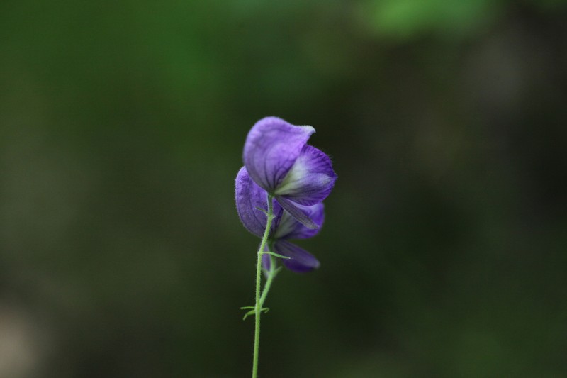 Larkspurleaf Monkshood photo 4
