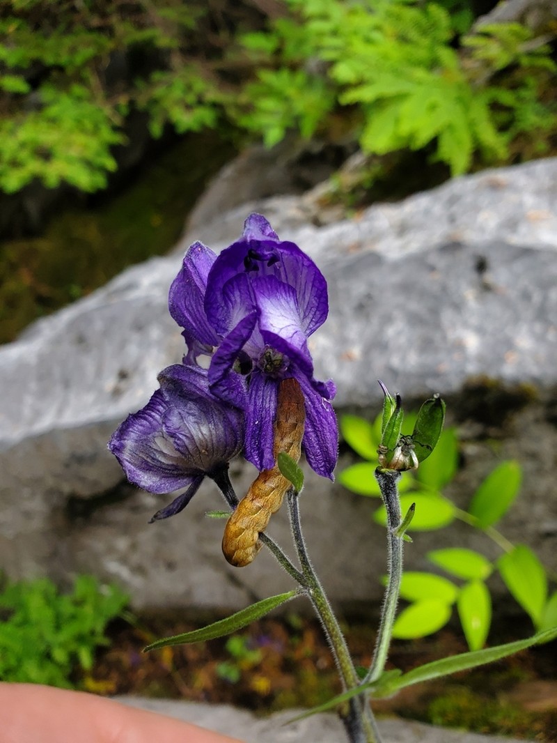 Larkspurleaf Monkshood photo 5