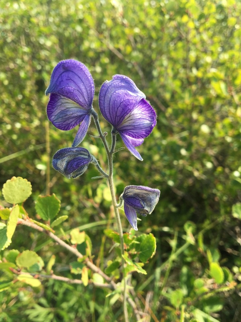 Larkspurleaf Monkshood photo 6