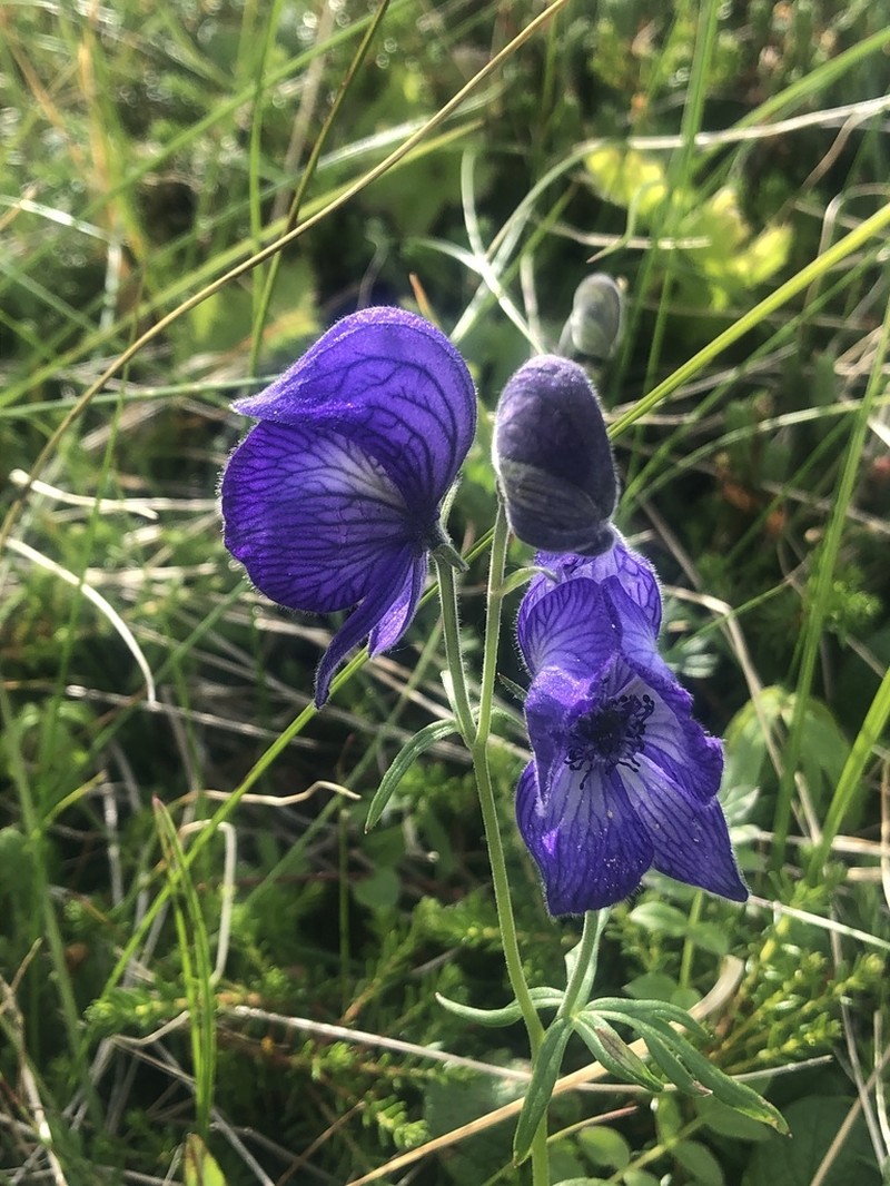 Larkspurleaf Monkshood photo 7