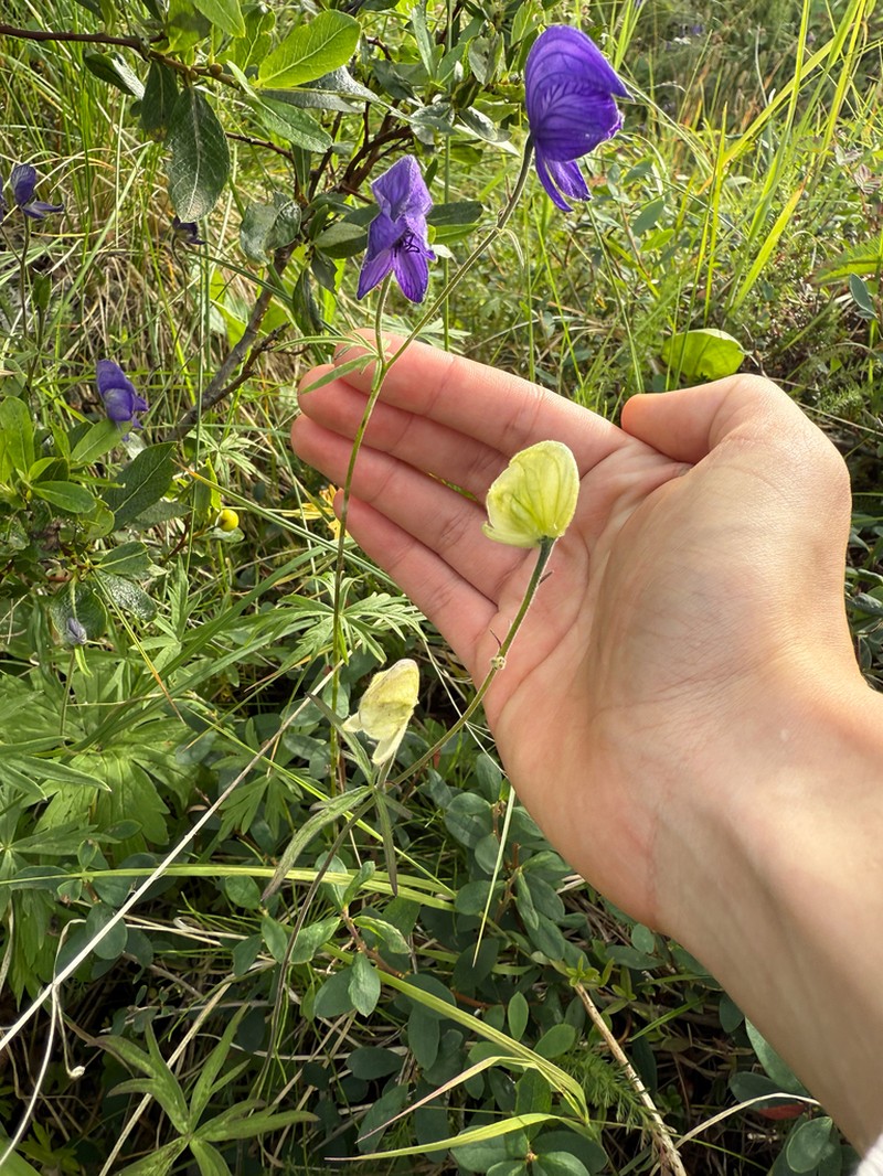 Larkspurleaf Monkshood photo 8
