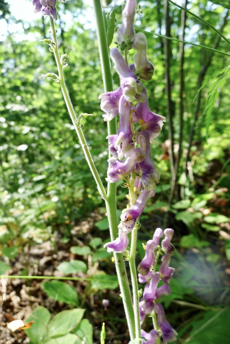 Aconitum desoulavyi