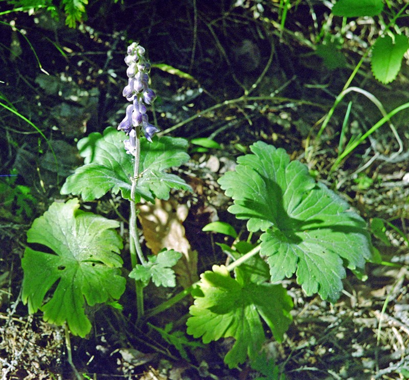 Aconitum desoulavyi photo 2