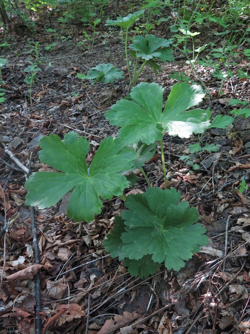 Aconitum desoulavyi photo 3