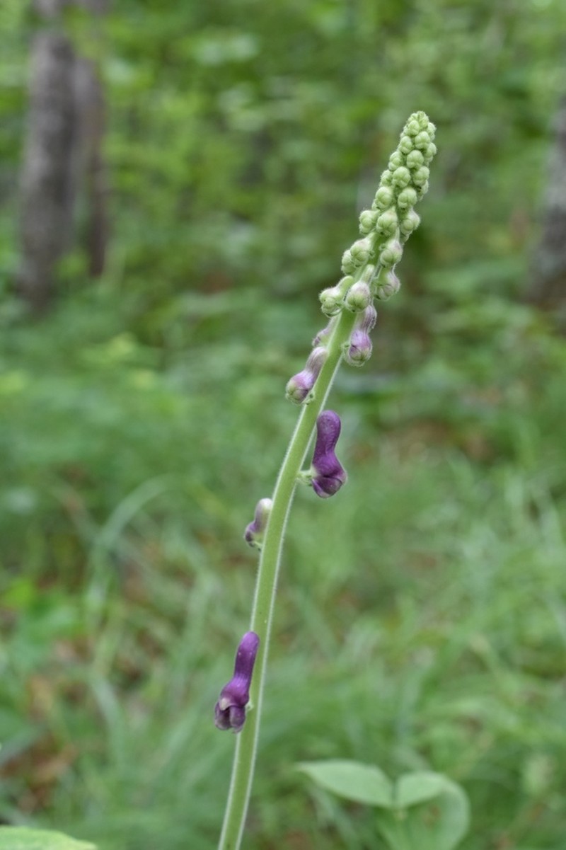 Aconitum desoulavyi photo 4