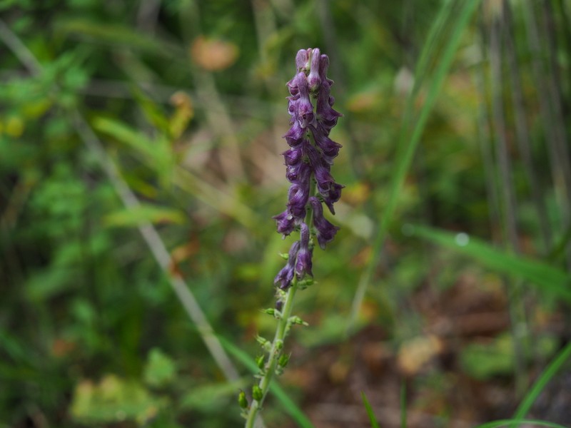 Aconitum desoulavyi photo 5