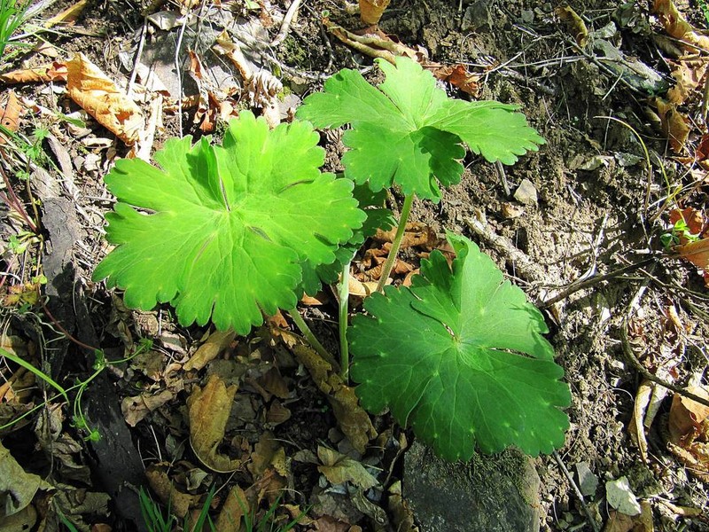 Aconitum desoulavyi photo 6