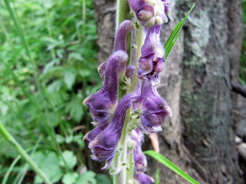 Aconitum desoulavyi photo 7