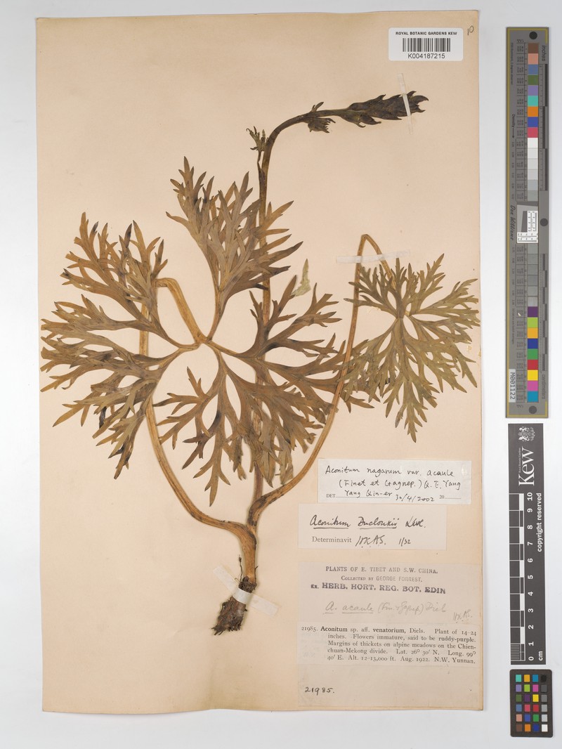 Aconitum duclouxii