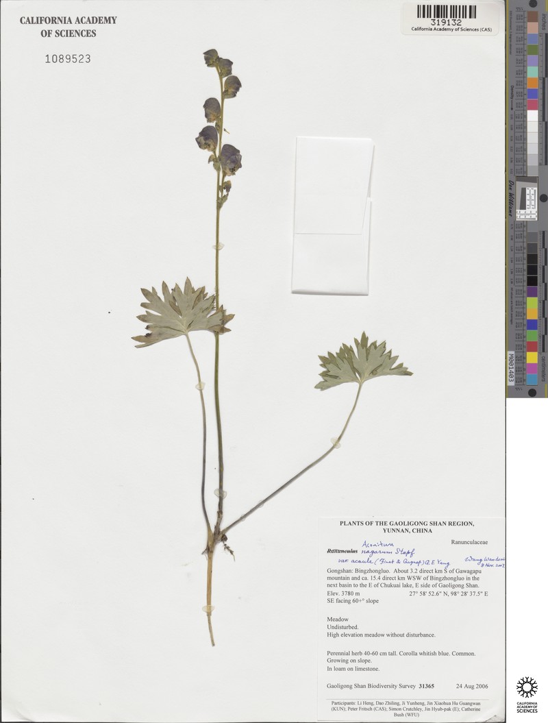 Aconitum duclouxii photo 2