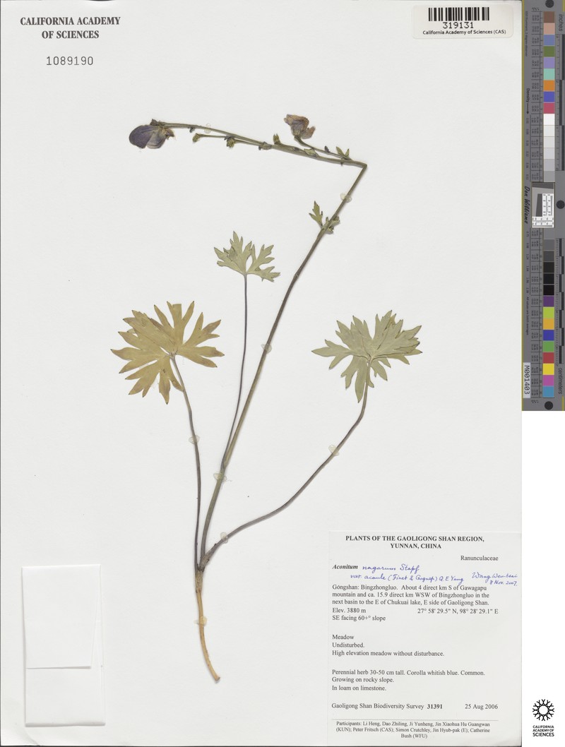 Aconitum duclouxii photo 3