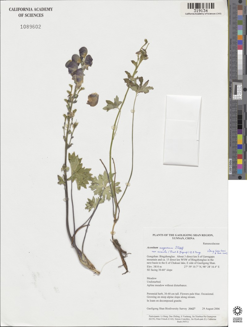 Aconitum duclouxii photo 4
