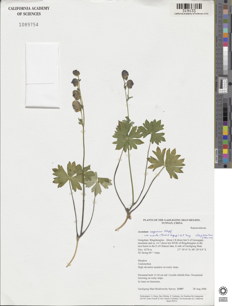 Aconitum duclouxii photo 5