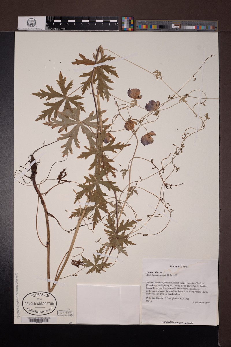 Aconitum episcopale