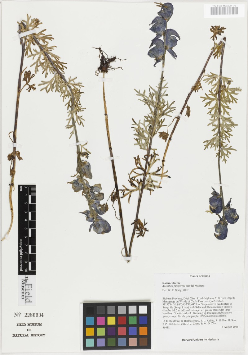 Aconitum falciforme