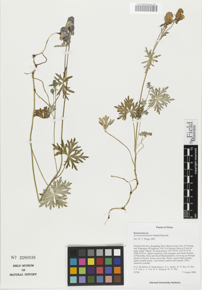Aconitum falciforme photo 2
