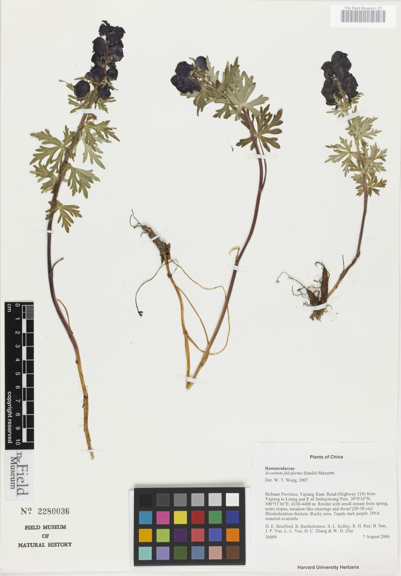 Aconitum falciforme photo 3