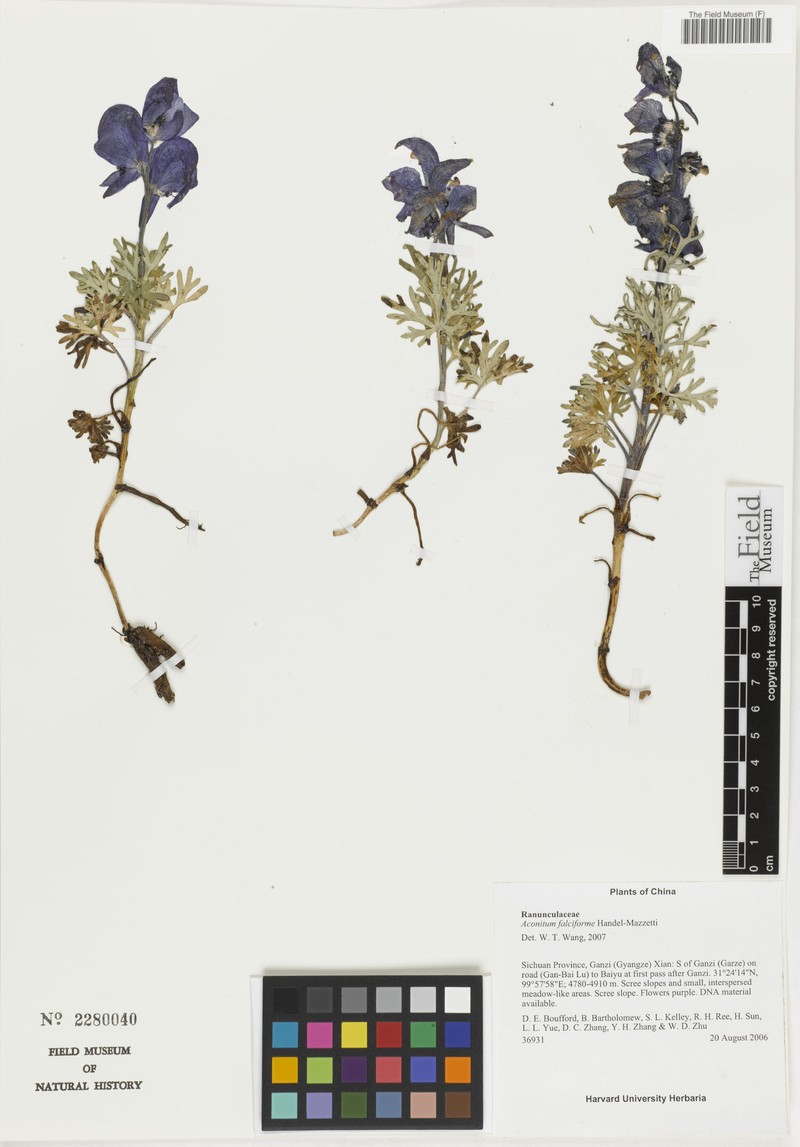 Aconitum falciforme photo 4
