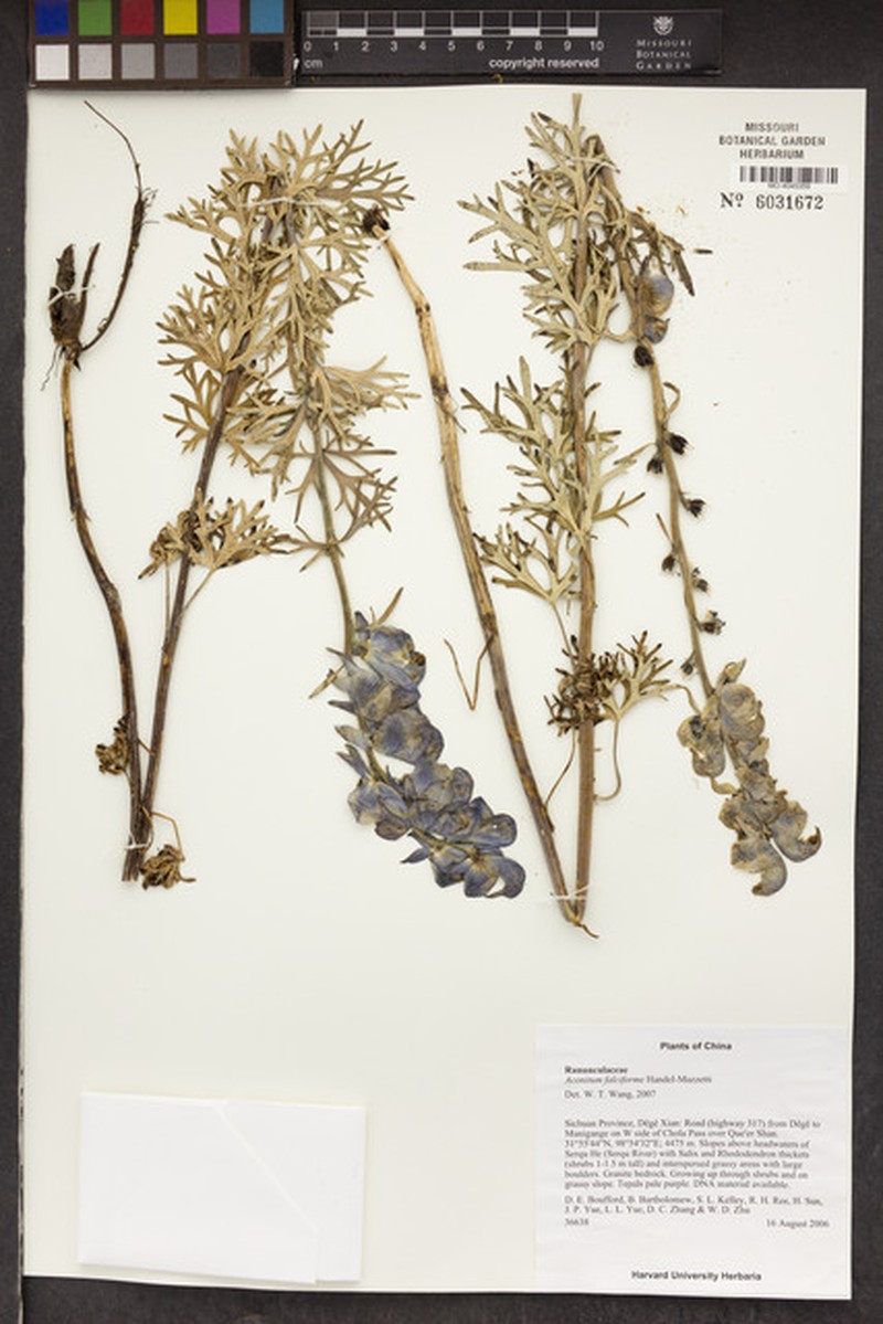 Aconitum falciforme photo 5