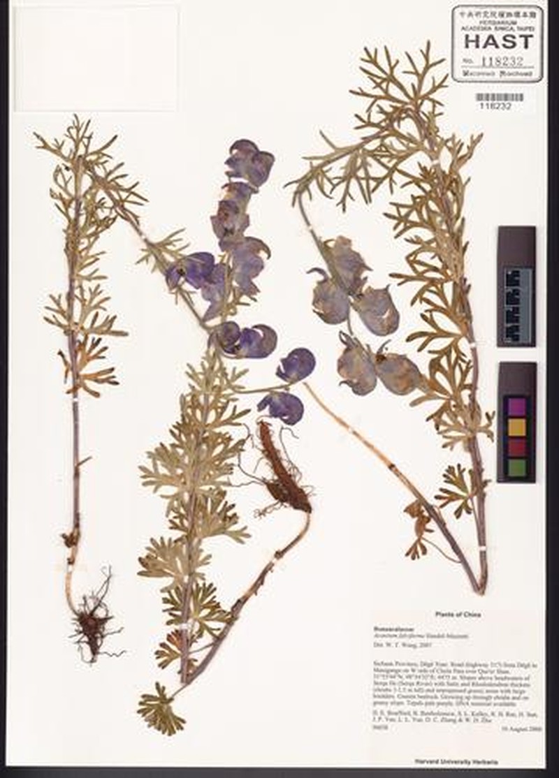 Aconitum falciforme photo 6