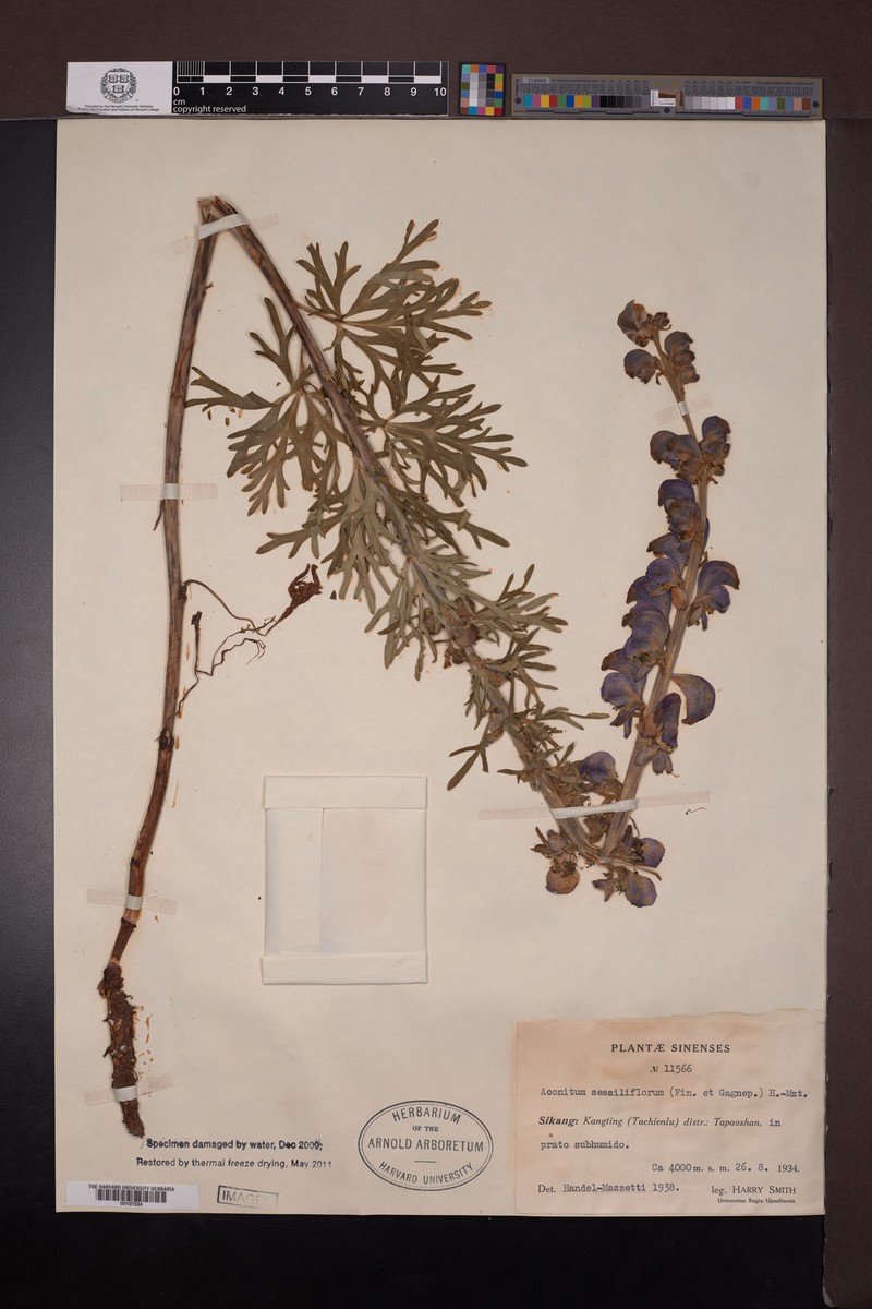 Aconitum falciforme photo 8