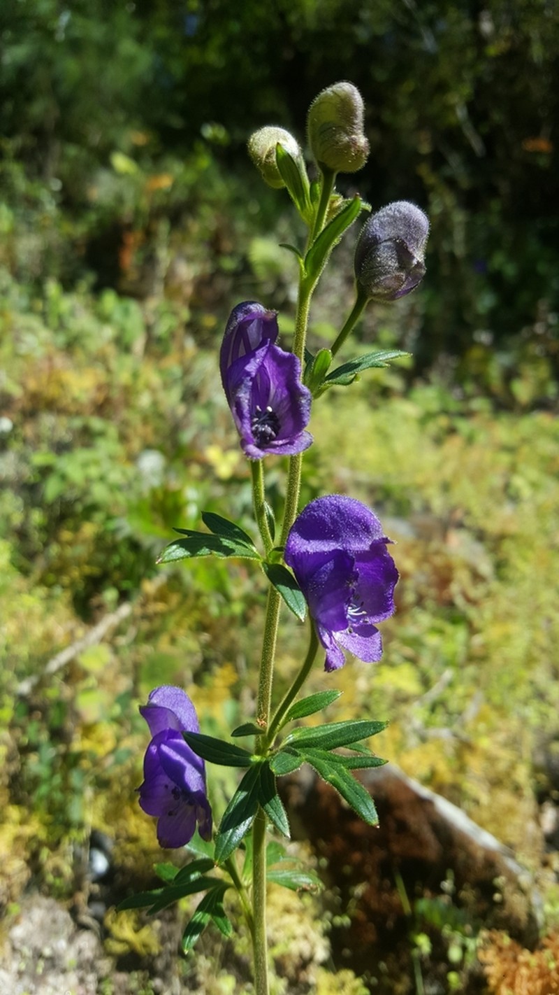 Indian Aconite photo 4