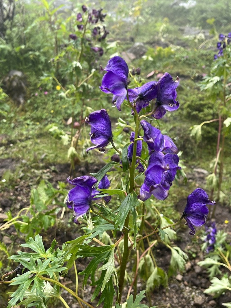 Indian Aconite photo 5