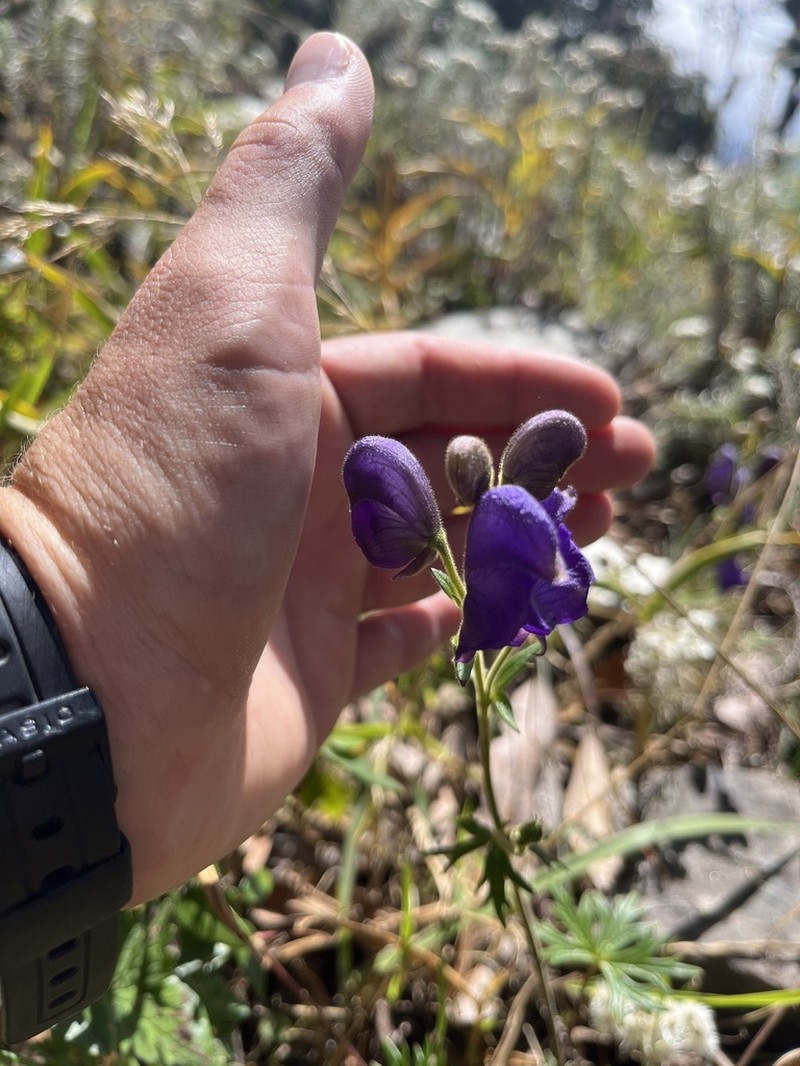Indian Aconite photo 6