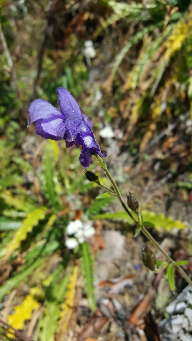 Indian Aconite photo 7