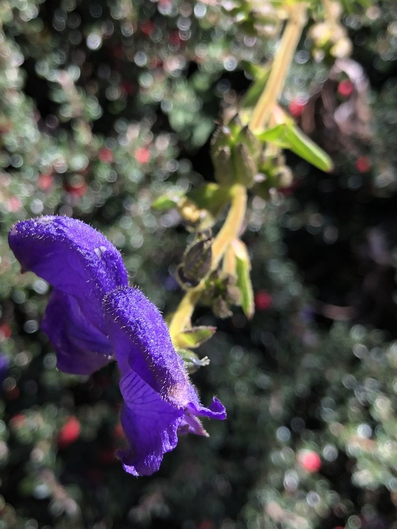Indian Aconite photo 8