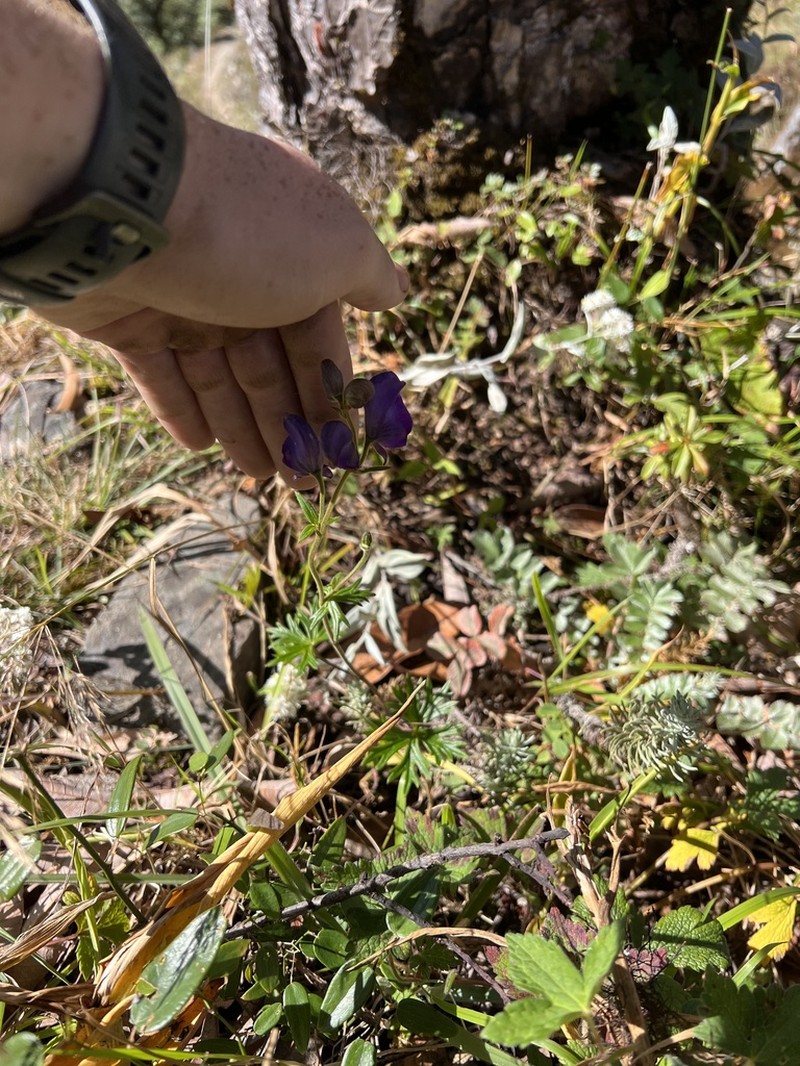 Indian Aconite photo 9