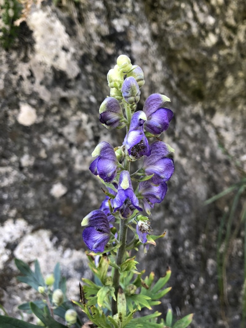 Aconitum firmum photo 2
