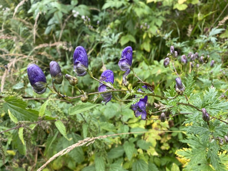 Aconitum firmum photo 3