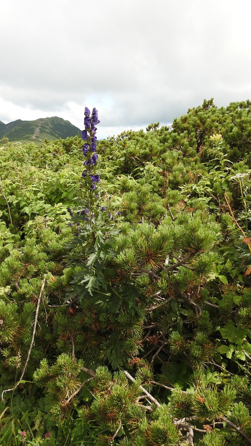 Aconitum firmum photo 4
