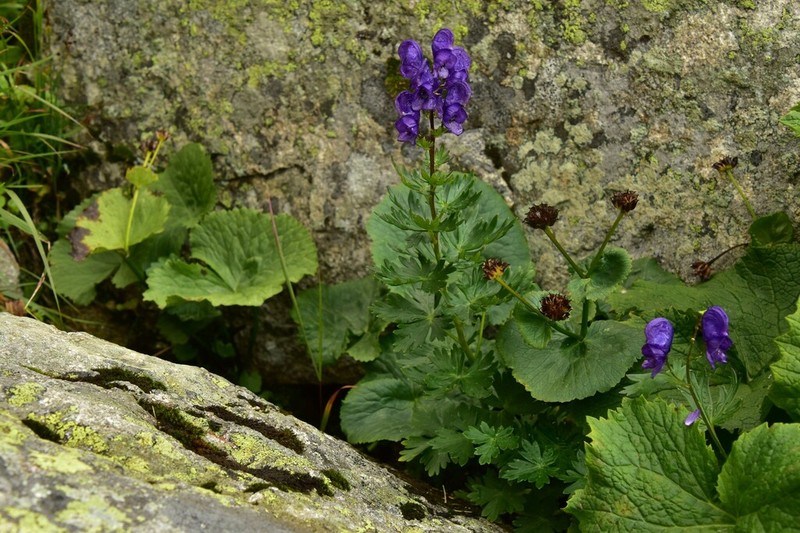 Aconitum firmum photo 5