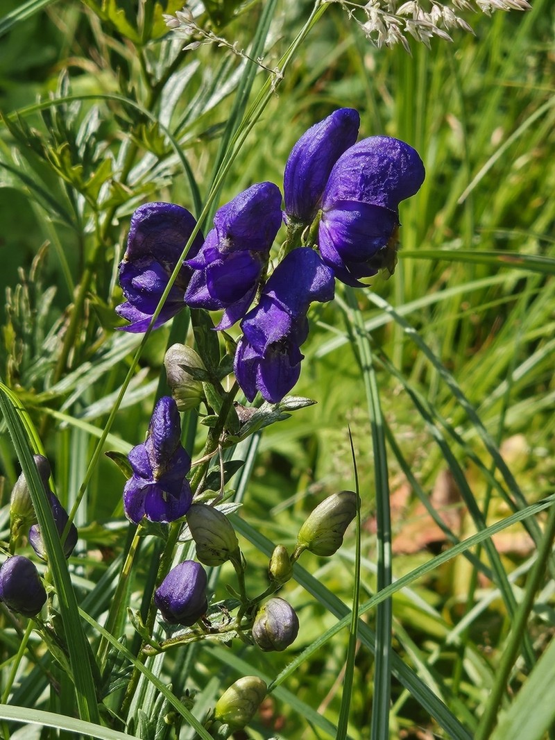 Aconitum firmum photo 6