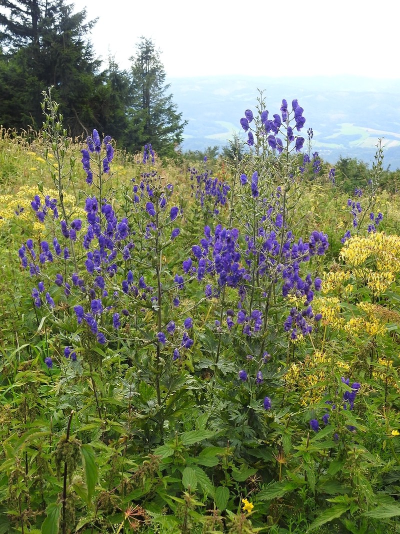 Aconitum firmum photo 7