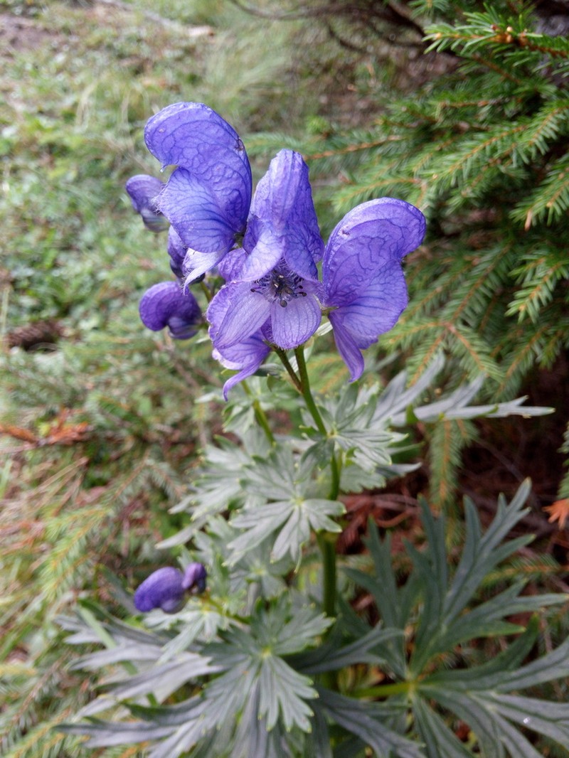 Aconitum firmum photo 8