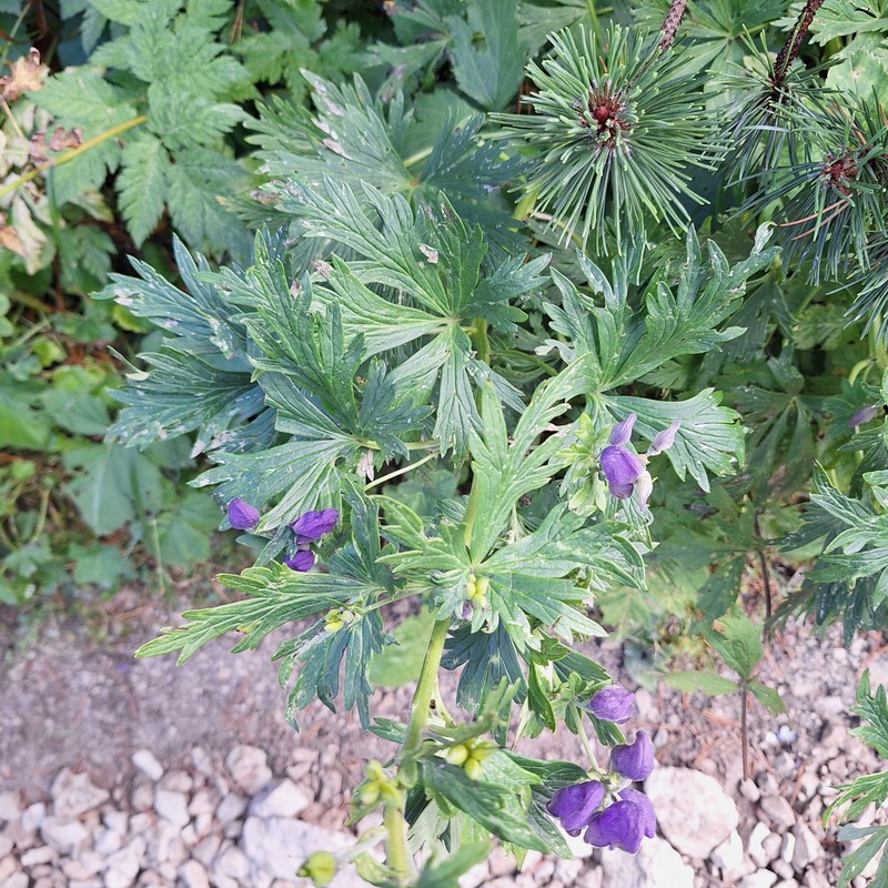 Aconitum firmum nothosubsp. fussianum