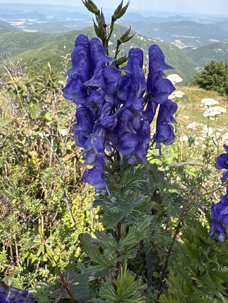 Aconitum firmum nothosubsp. fussianum photo 2