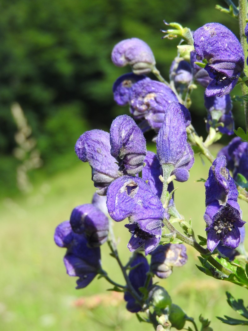 Aconitum firmum nothosubsp. fussianum photo 3