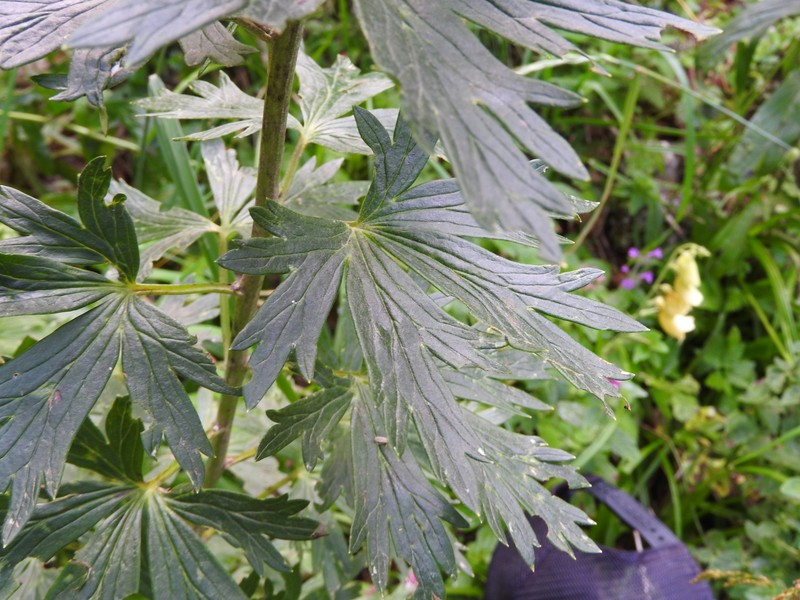 Aconitum firmum nothosubsp. fussianum photo 4
