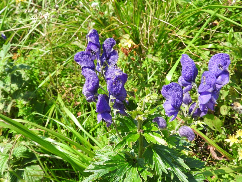 Aconitum firmum nothosubsp. fussianum photo 5