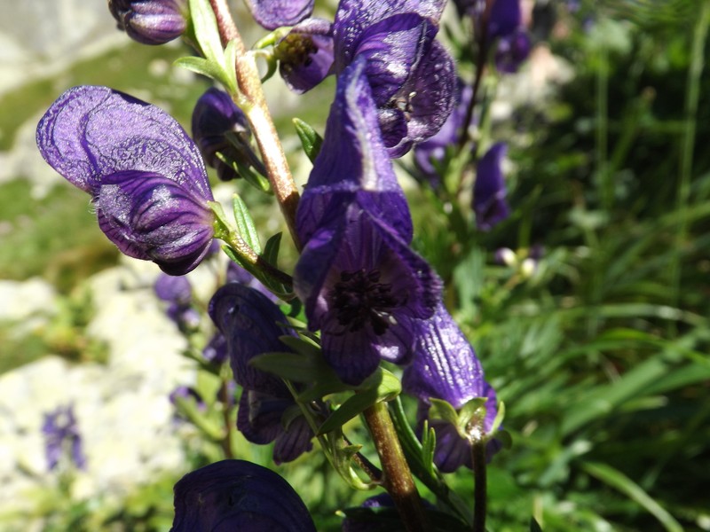 Aconitum firmum nothosubsp. fussianum photo 6