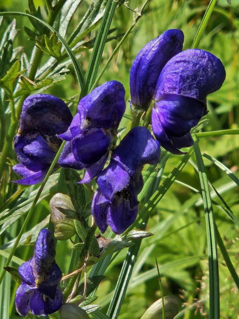 Aconitum firmum nothosubsp. fussianum photo 7